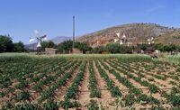 Le plateau du Lassithi en Crète. Éoliennes. Cliquer pour agrandir l'image.