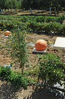 Le plateau du Lassithi en Crète. Citrouilles géantes à Tzermiado. Cliquer pour agrandir l'image.