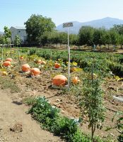 Le plateau du Lassithi en Crète. Citrouilles géantes à Tzermiado. Cliquer pour agrandir l'image.