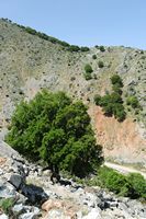 La ville de Vryssès en Crète. Myrtes dans le ravin de Katres. Cliquer pour agrandir l'image.