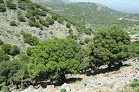 La ville de Vryssès en Crète. Myrtes dans le ravin de Katres. Cliquer pour agrandir l'image.