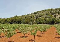 La ville de Vryssès en Crète. Cultures sur le plateau de Krapi près de Vrysses. Cliquer pour agrandir l'image.