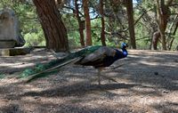Pfau im Wald nahe Plaka Antimahia auf der Insel Kos (Autor giorgos-nes-7). Klicken, um das Bild in Flickr zu vergrößern (neue Nagelritze).