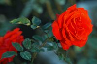 . Click to enlarge the image in Adobe Stock (new tab).