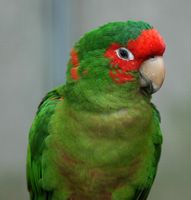 Conure mitre, aratinga acuticaudata. Cliquer pour agrandir l'image.