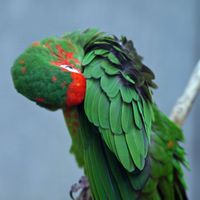Conure mitre, aratinga acuticaudata. Cliquer pour agrandir l'image.