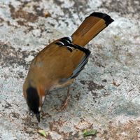 Mainate, gracula religiosa. Cliquer pour agrandir l'image.