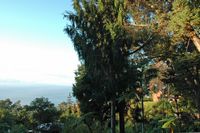 La quinta do Monte à Madère. Jardins. Cliquer pour agrandir l'image.