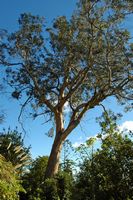 La quinta do Monte à Madère. Eucalyptus. Cliquer pour agrandir l'image.