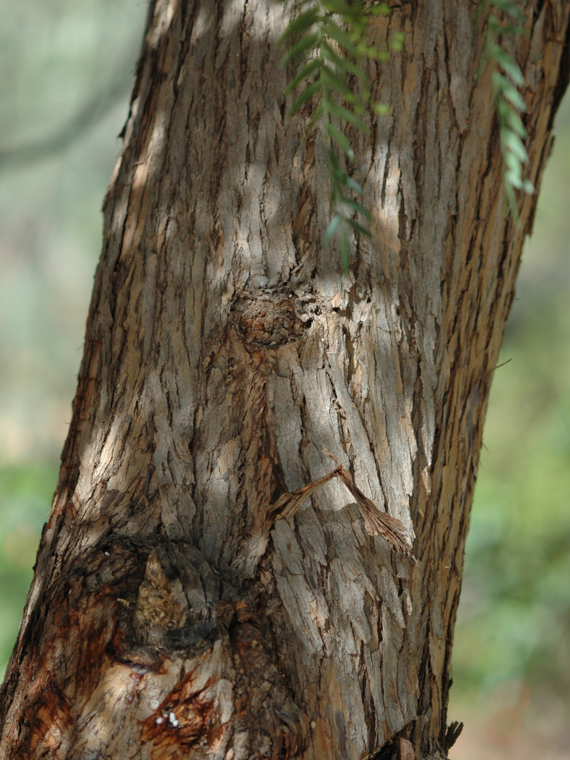 Flora and the fauna of Morocco