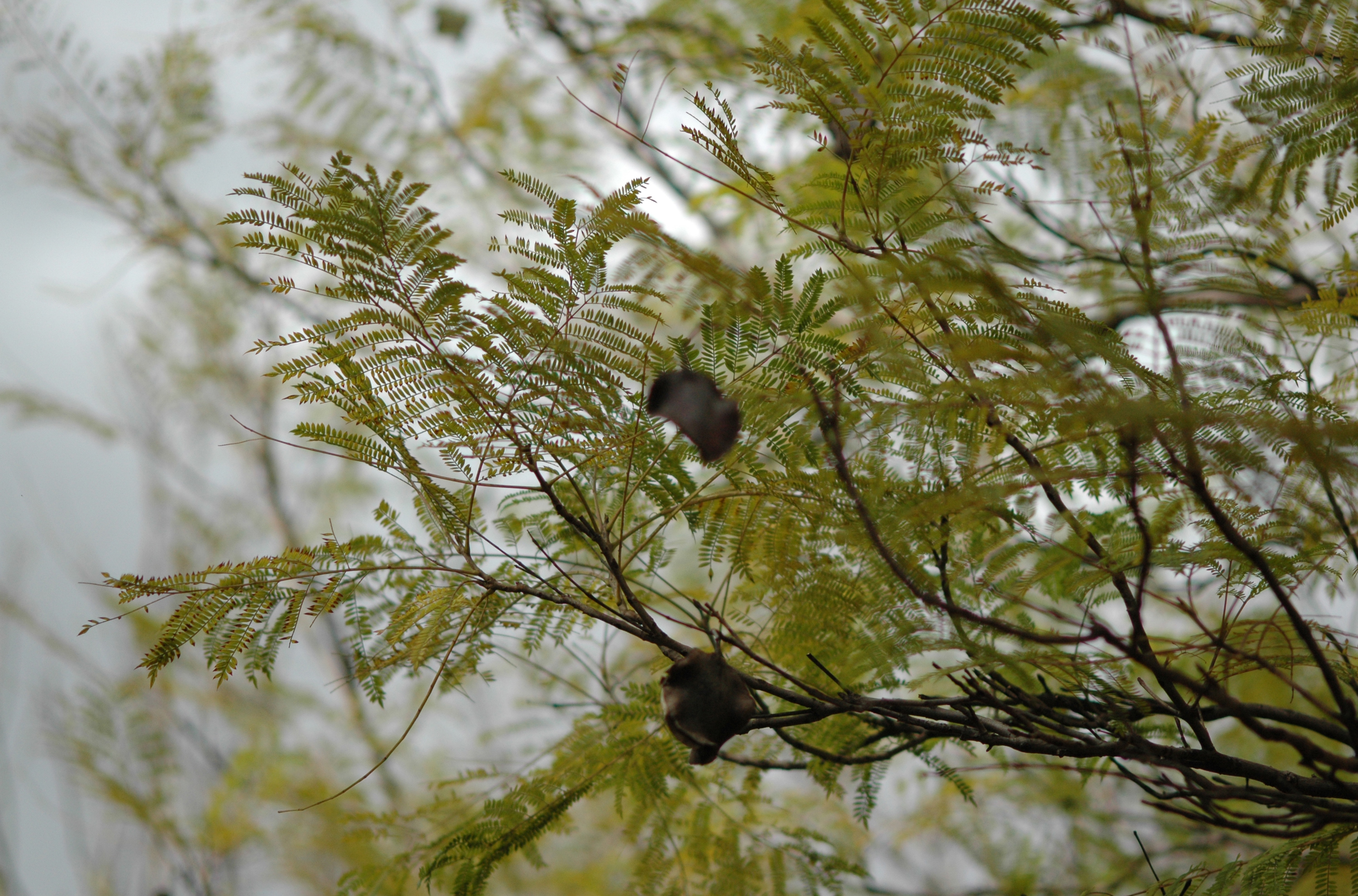 La flore et la faune du Maroc