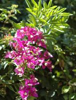 L'hôtel Tikida Garden à Marrakech au Maroc. Bougainvillée. Cliquer pour agrandir l'image.