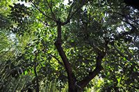 Le jardin Majorelle à Marrakech au Maroc. Caoutchouc, ficus elastica. Cliquer pour agrandir l'image.