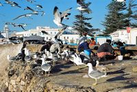 La ville d'Essaouira au Maroc. Pêche. Cliquer pour agrandir l'image.