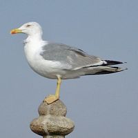 La ville d'Essaouira au Maroc. Goéland argenté (Larus argentatus). Cliquer pour agrandir l'image.