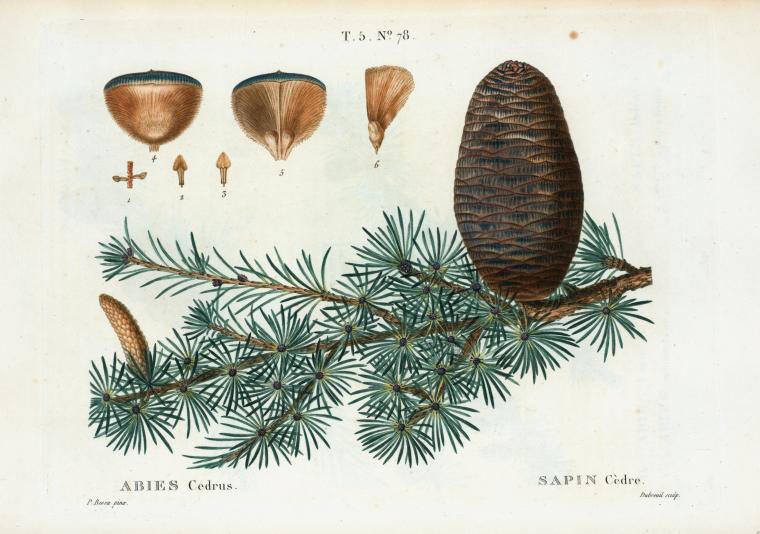 abies cedrus (sapin cedre)