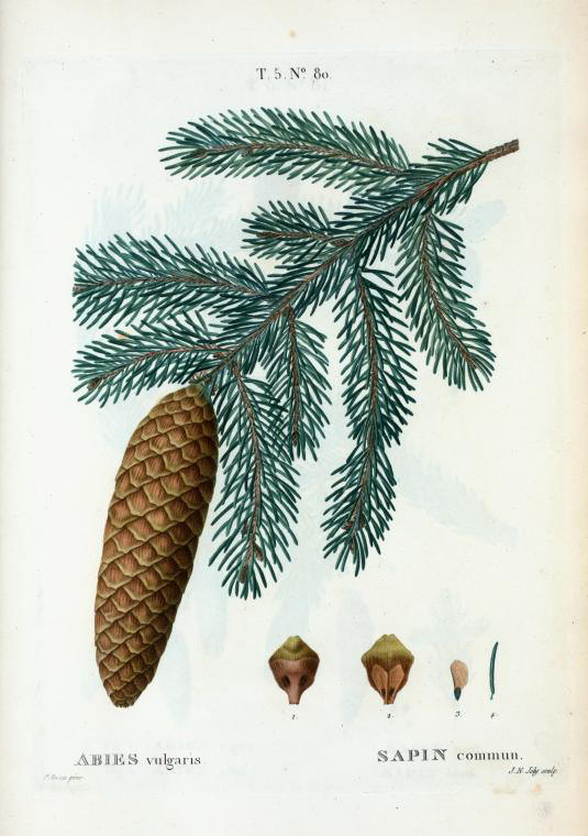 abies vulgaris (sapin commun)