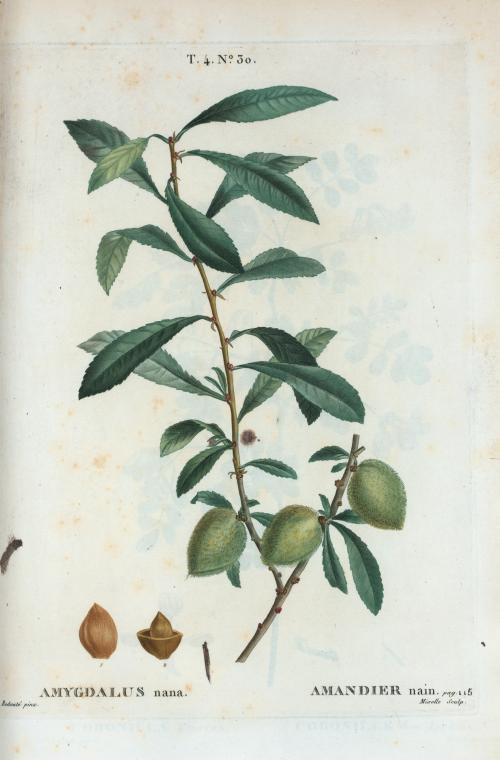 amygdalus nana (amandier nain)