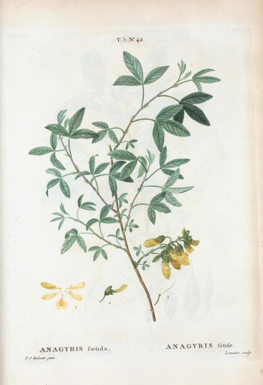 anagyris foetida (anagyris fetide)