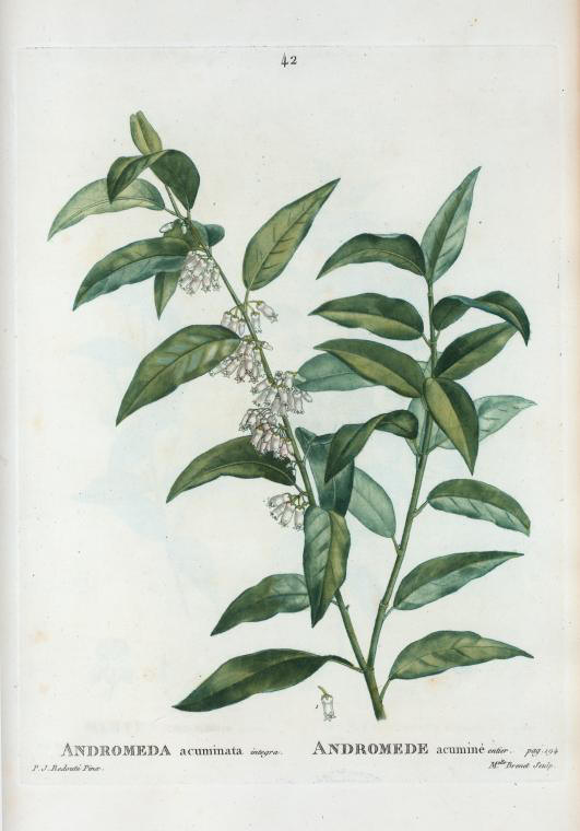 andromeda acuminata (andromede acumine)
