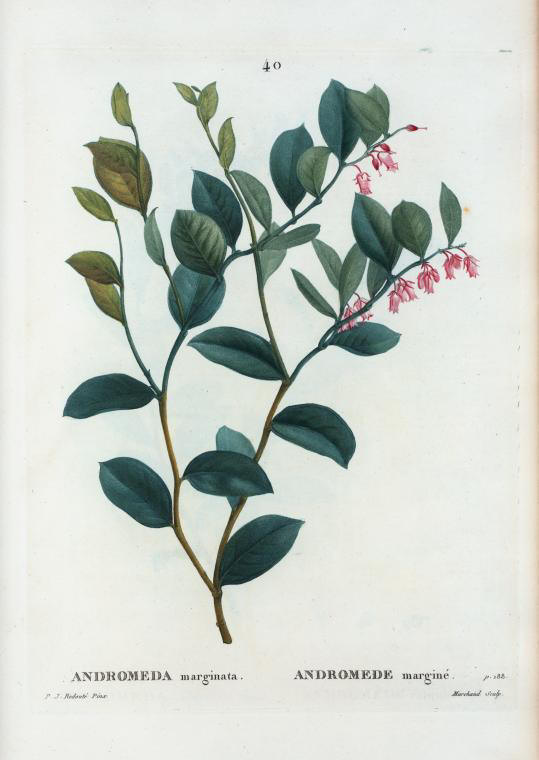 andromeda marginata (andromede margine)