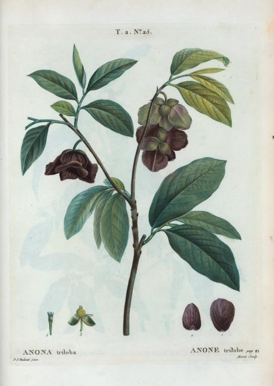 anona triloba (anone trilobé)