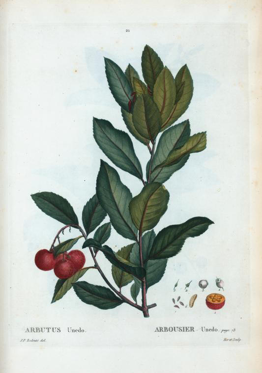 arbutus unedo (arbousier unedo)