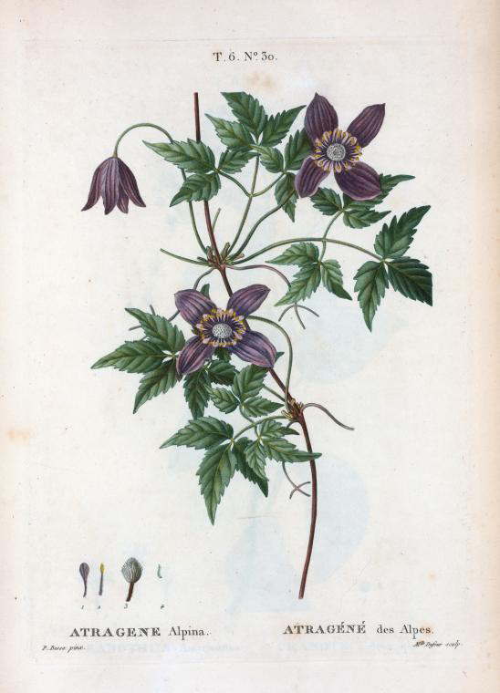atragene alpina (atragene des alpes)