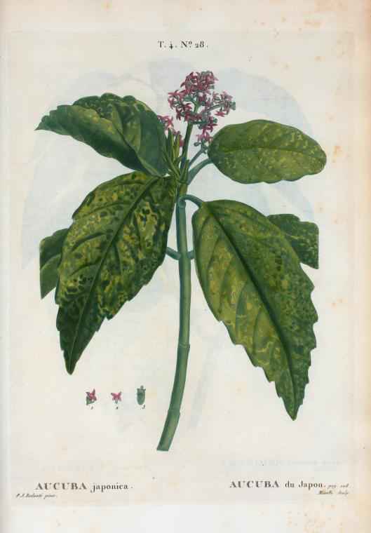 aucuba japonica (aucuba du japon)