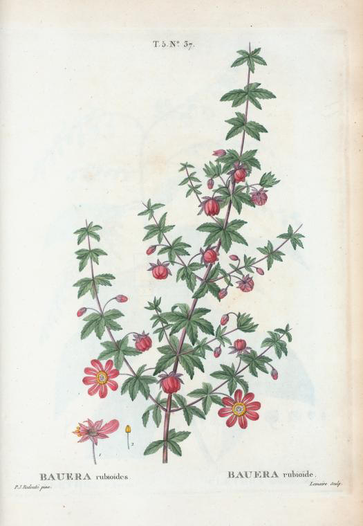 bauera rubioides (bauera rubioide)