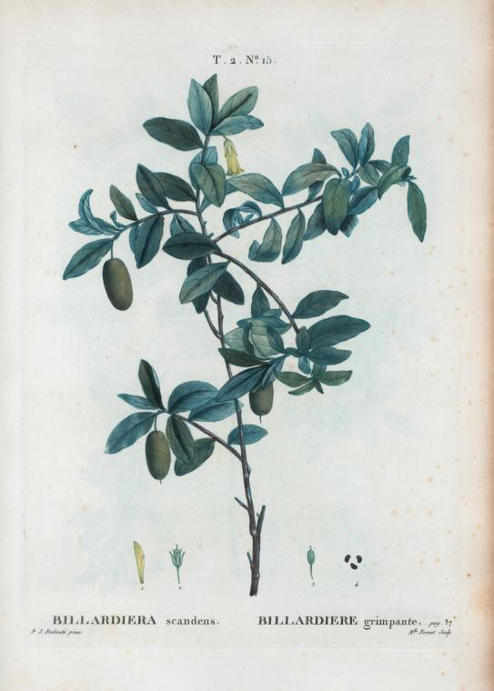 billardiera scandens (billardiere grimpante)