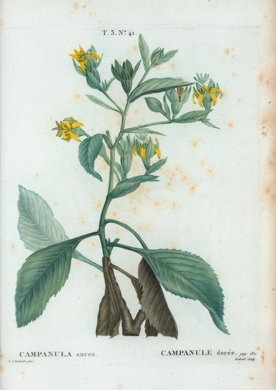 Campanula aurea (campanule doree)