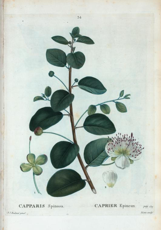 Capparis spinosa (caprier epineux)