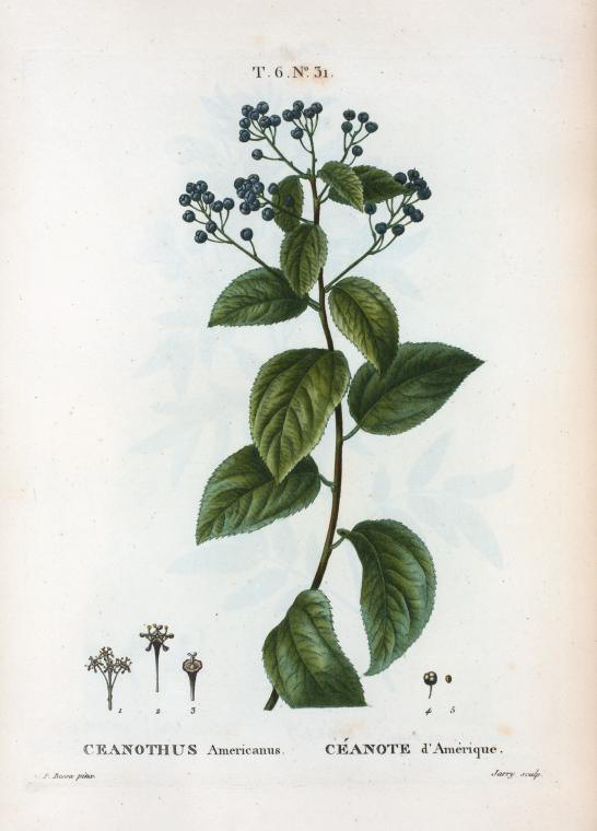 Ceanothus americanus (ceanote d'amerique)