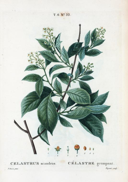 Celastrus scandens (celastre grimpant)