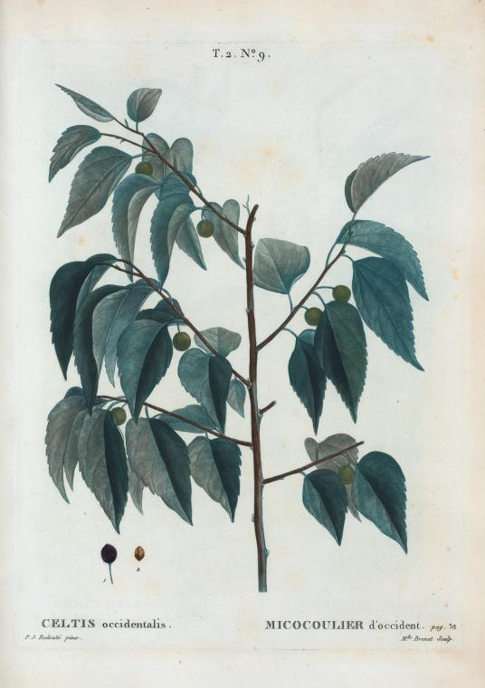 Cellis occidentalis (micocoulier d'occident)