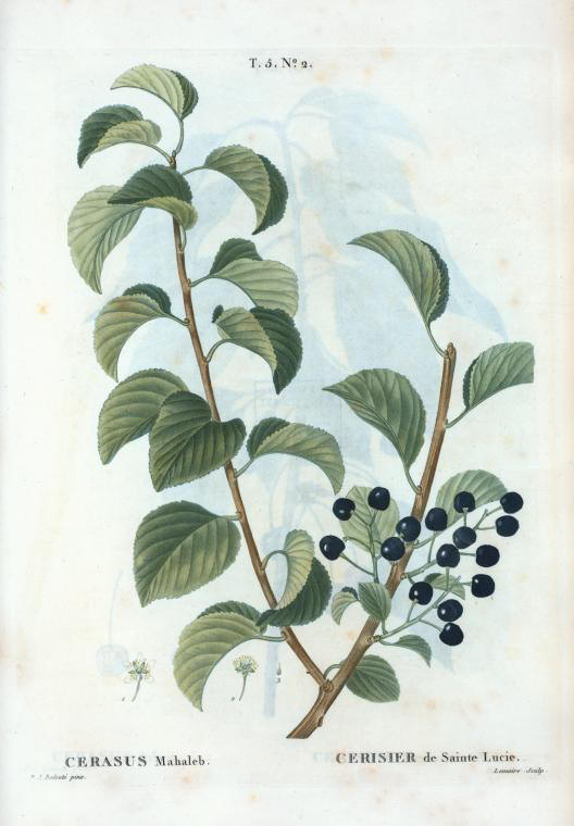 Cerasus mahaleb (cerisier de sainte lucie)