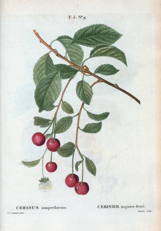 Cerasus semperflorens (cerisier toujours fleuri)
