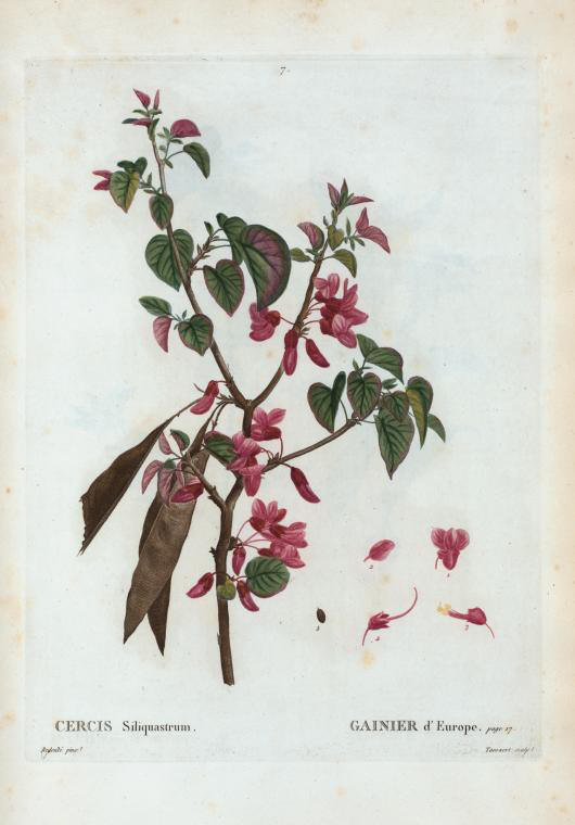 Cercis siliquastrum (gainier d'Europe)