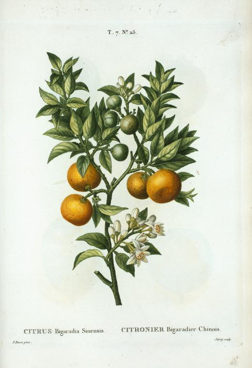 Citrus bigaradia sinensis (citronier bigaradier chinois)