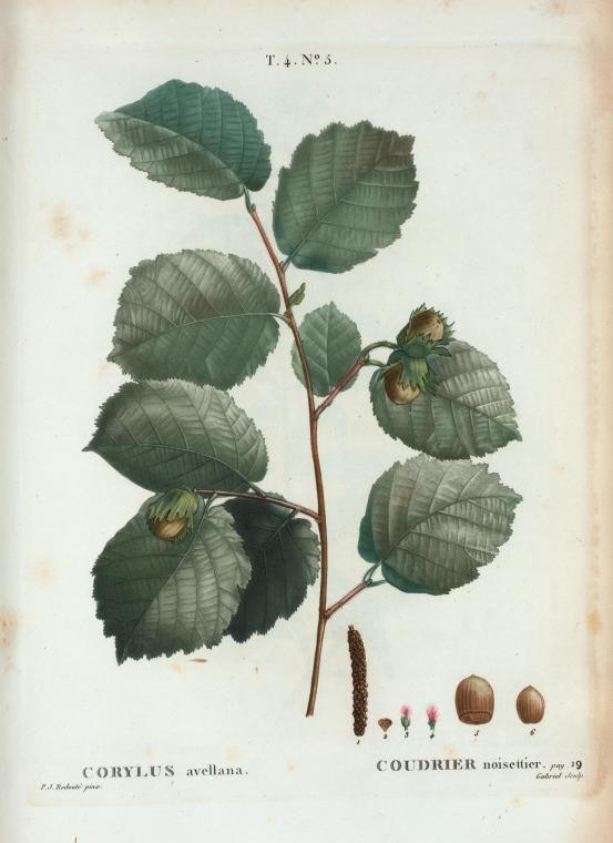 Corylus avellana (coudrier noisettier)