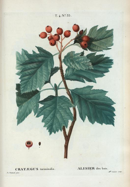 Crataegus torminalis (alisier des bois)