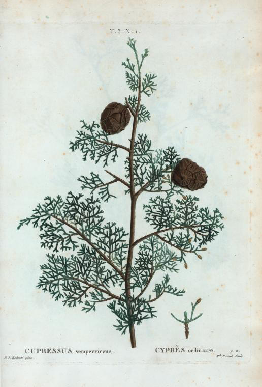 Cupressus sempervirens (cypres ordinaire)
