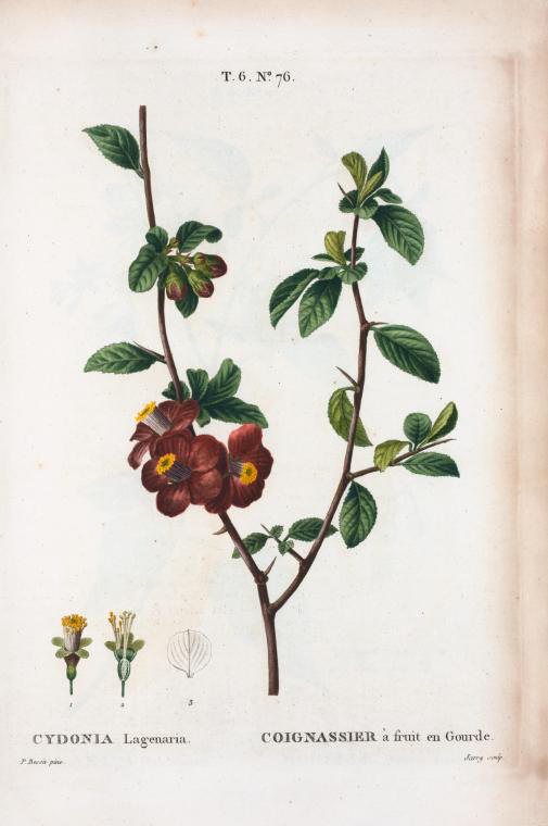 Cydonia lagenaria (coignassier à fruit en gourde)