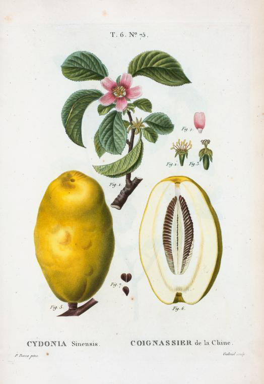 Cydonia sinensis (coignassier de la chine)