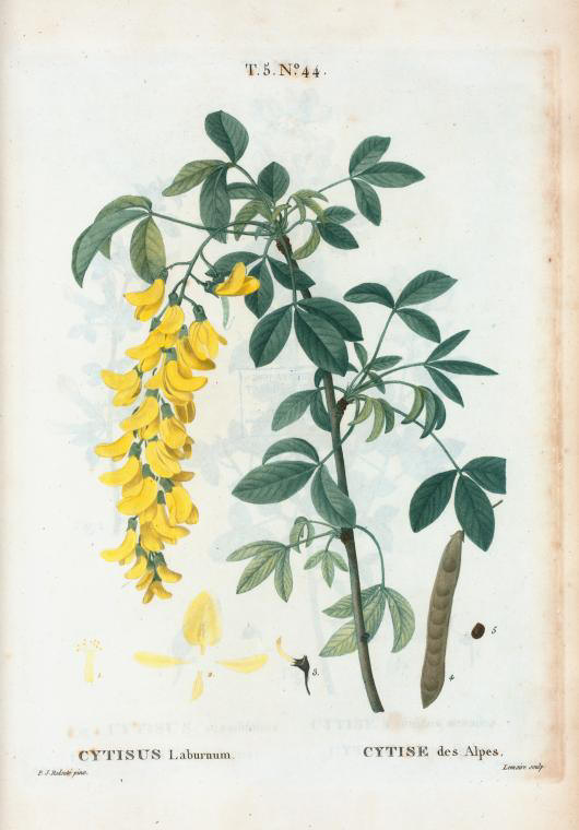 Cytisus laburnum (cytise des alpes)