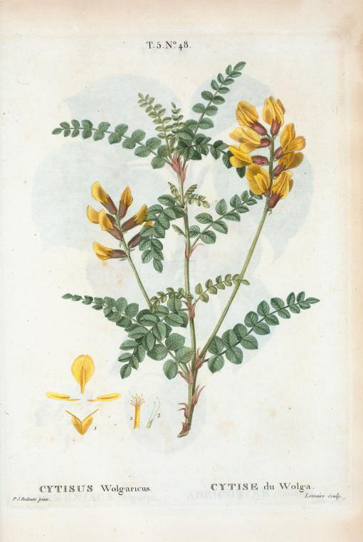 Cytisus wolgaricus (cytise du wolga)