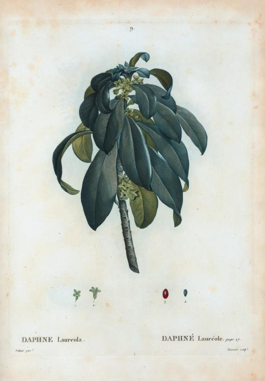 daphne laureola (daphne laureole)