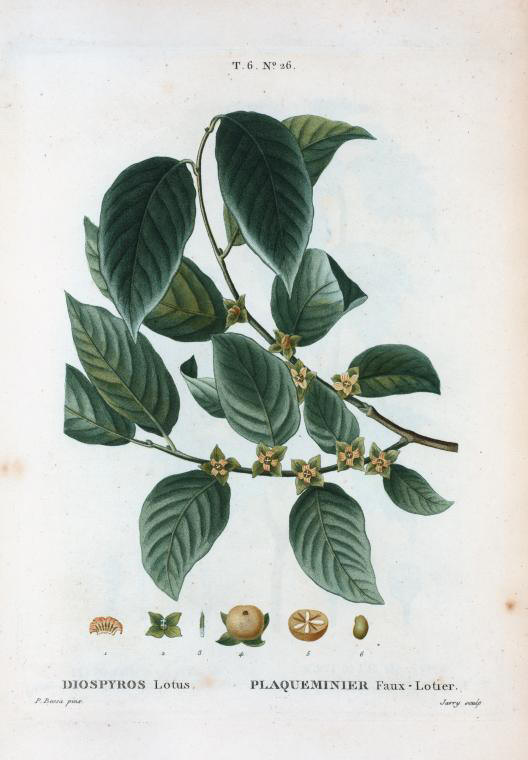 diospyros lotus (plaqueminier faux-lotier)