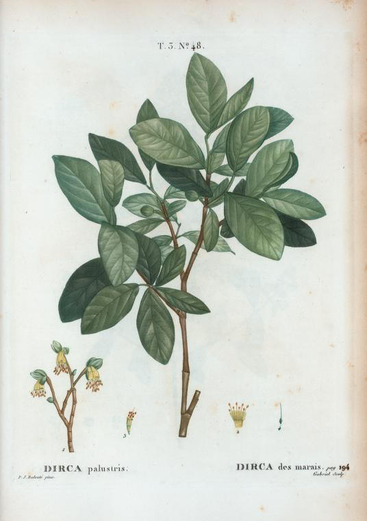 dirca palustris (dirca des marais)
